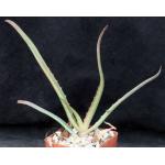 Aloe vanbalenii 4-inch pots