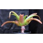 Aloe vaombe 2-gallon pots