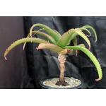 Aloe vaombe 5-gallon pots