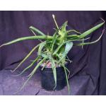 Aloe vaombe x jucunda 3-gallon pots