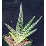 Aloe variegata 4-inch pots