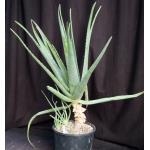 Aloe vera 3-gallon pots