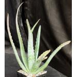 Aloe vera 5-inch pots