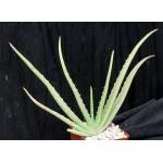 Aloe vera chinensis hybrid 4-inch pots