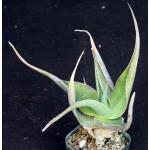 Aloe viguieri 2-inch pots