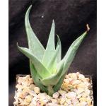 Aloe viguieri 4-inch pots