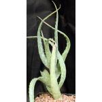 Aloe volkensii ssp. multicaulis (WY 1181) one-gallon pots