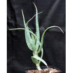 Aloe volkensii ssp. multicaulis (WY 1181) one-gallon pots Aloe volkensii ssp. multicaulis (WY 1181) one-gallon pots