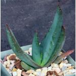 Aloe vryheidensis 4-inch pots