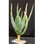 Aloe vryheidensis 5-inch pots