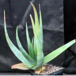 Aloe vryheidensis one-gallon pots