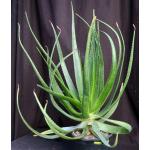 Aloe werneri 2-gallon pots