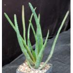 Aloe werneri 5-inch pots