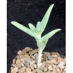 Aloe whitcombei 4-inch pots