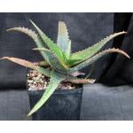 Aloe wilsonii one-gallon pots