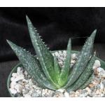 Aloe woodii 6-inch pots