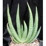 Aloe woodii one-gallon pots