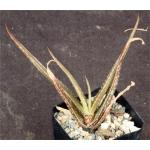 Aloe yemenica (Saafan, Yemen) 2-inch pots