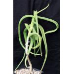 Aloe yemenica (Saafan, Yemen) one-gallon pots