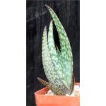 Aloe zebrina (Kaokoland, Namibia) 3-inch pots