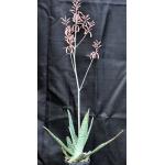 Aloe zebrina (Kaokoland, Namibia) 5-inch pots