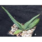 Aloe zebrina (yellow, WE 265) 5-inch pots