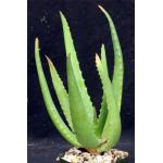 Aloe rupestris 4-inch pots