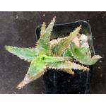 Aloe cv Caukmakua Mano x Sean Red 2-inch pots