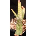 Aloe sp. (Baviaanskrantz, RSA) one-gallon pots