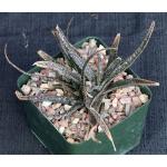Aloe bellatula 5-inch pots
