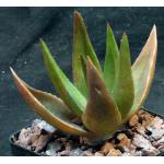 Aloe cv Black Gem 5-inch pots
