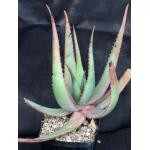 Aloe chaubaudii var. chaubaudii (Matopos form) one-gallon pots
