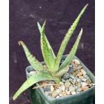 Aloe cv Chartreuse Chanteuse 4-inch pots