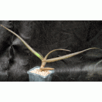 Aloe fleurentiniorum 5-inch pots