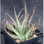 Aloe cv Lizard Lips one-gallon pots
