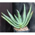 Aloe marlothii one-gallon pots