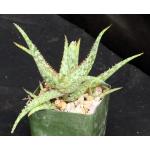 Aloe cv Sunset 4-inch pots