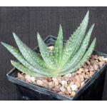 Aloe woodii 5-inch pots