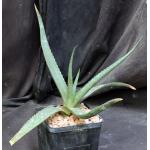 Aloe adigratana (JL 73) 5-inch pots