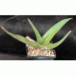 Aloe adigratana (JL 73) 5-inch pots