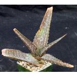 Aloe adigratana 4-inch pots