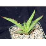 Aloe africana 2-inch pots