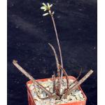 Aloe albiflora 4-inch pots