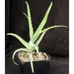 Aloe arborescens (variegate) one-gallon pots