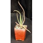 Aloe arborescens (spineless) 4-inch pots
