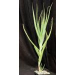 Aloe arborescens (yellow flowers) 5-inch pots