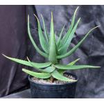 Aloe archeri 2-gallon pots