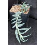 Aloe arenicola one-gallon pots