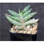 Aloe arenicola 2-inch pots