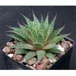 Aloe aristata 3-inch pots